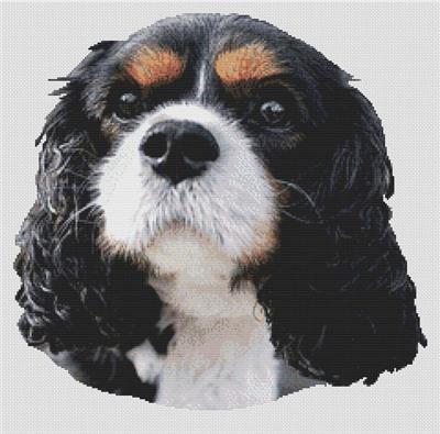 (image for) Tri-Color Cavalier King Charles Spaniel